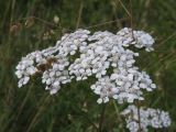 IMG_1837
