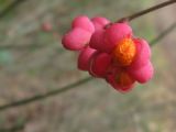 IMG_2531