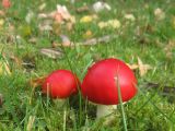 IMG_2546