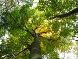 Durch den Eickser Wald