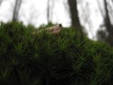 IMG_0790