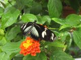 IMG_1025
