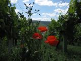 Weinberge, Wald und Flur
