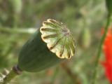 IMG_1576