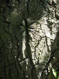 IMG_1597
