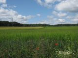 IMG_1555