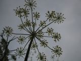 IMG_4524