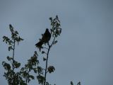 IMG_2511