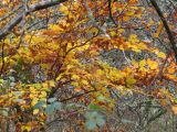 IMG_0371