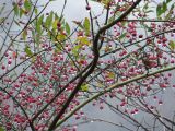 IMG_0370