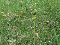IMG 7223  Diese unscheinbare Blume entpuppt sich bei genauem Hinsehen ... : Blume, Orchidee