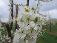...in der Apfelblüte.