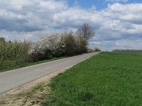 Blauer Himmel, weiße Wolken, grünes Gras und blühender Schwarzdorn (Schlehen)