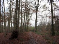 Winterliche Ruhe im Wald.