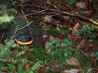 Rotrandiger Baumschwamm oder Fichtenporling