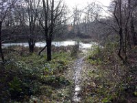 Teich im Wald
