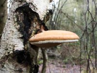 Bei diesem Pilz könnte es sich um einen birkenporling handeln, ein Pilz, dem antibiotische Wirkungen nachgesagt werden.