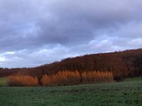 ... und taucht die Weiden am Schellgesbach in rotes Licht.