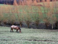 Dem Pferd ist das alles egal. Es muss versuchen, von den kurzen Gräsern satt zu werden.