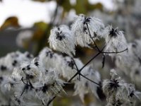 Samenstände der Wadrebe, Clematis vitalba.